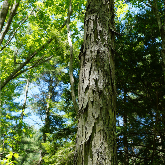 Shagbark hickory (Carya ovata) Plants