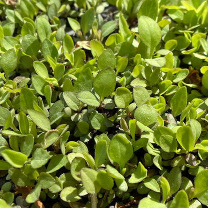 Asters — Smooth blue aster (Symphyotrichum laeve) Seeds