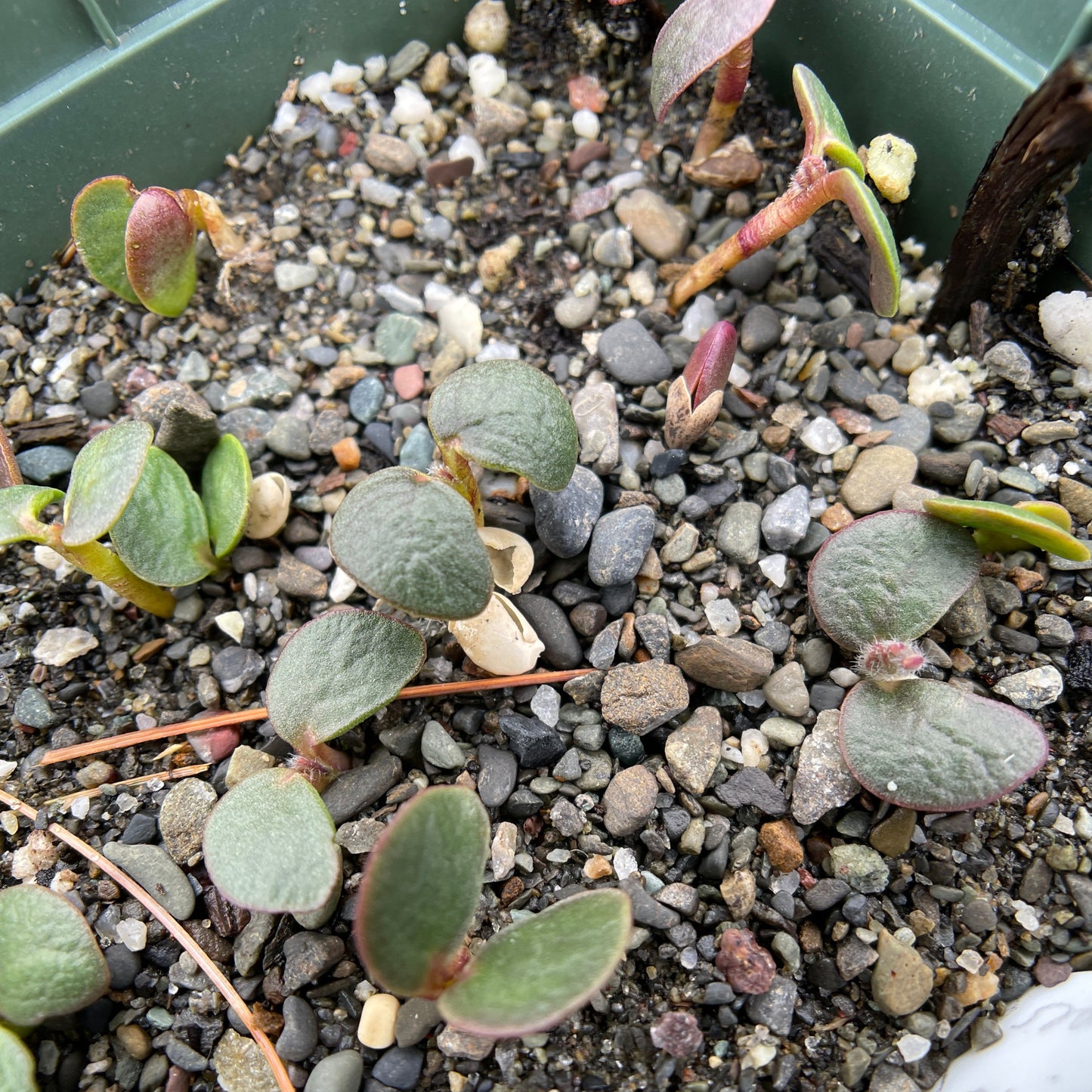 Sundial lupine (Lupinus perennis) Seeds