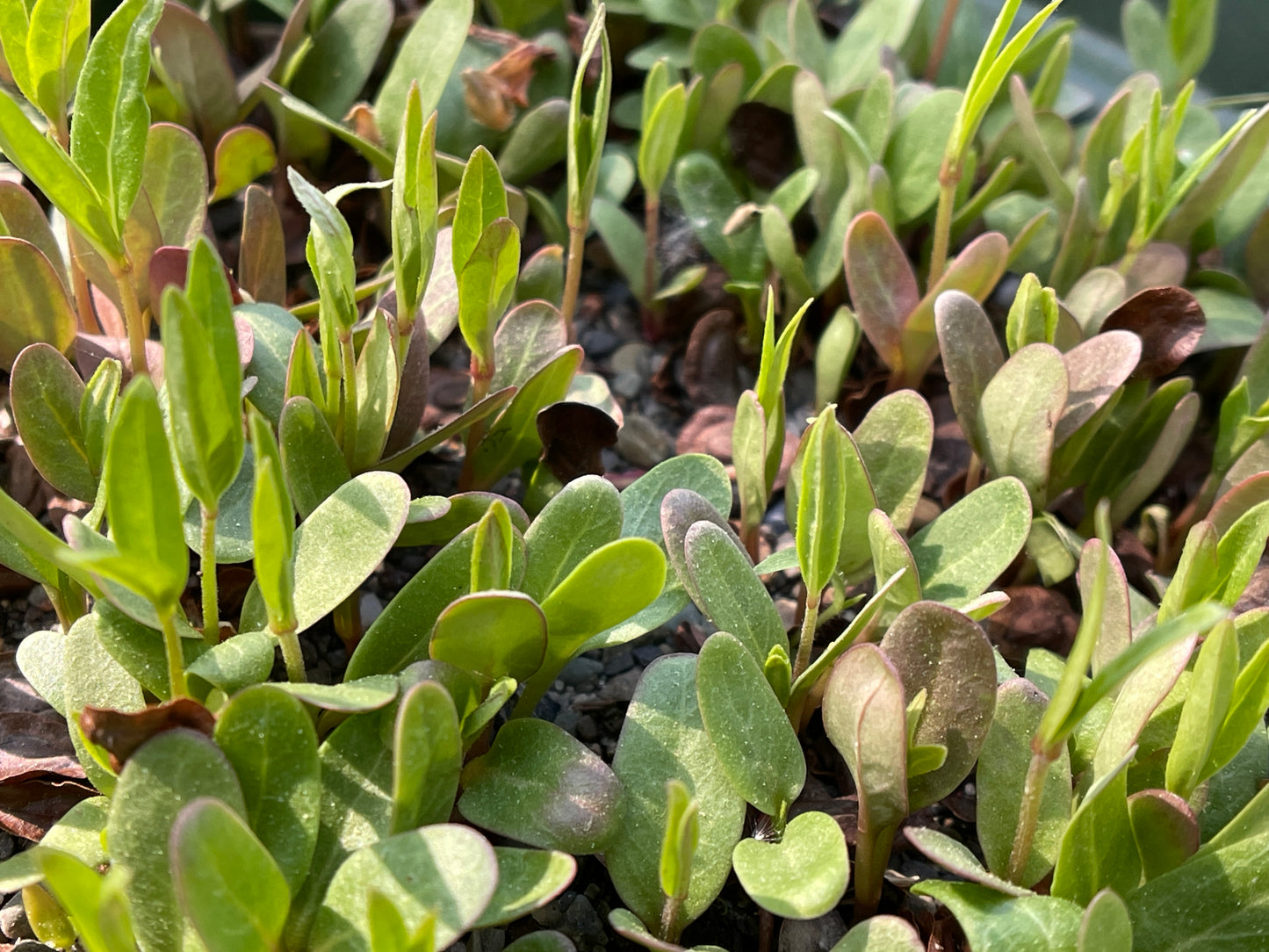 Milkweeds — Swamp milkweed (Asclepias incarnata) Seeds