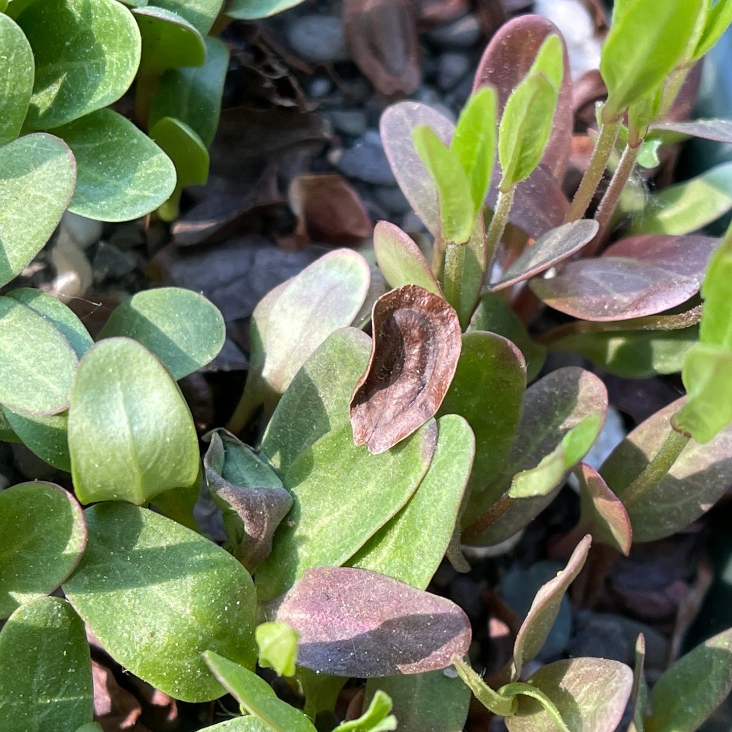 Milkweeds — Swamp milkweed (Asclepias incarnata) Seeds