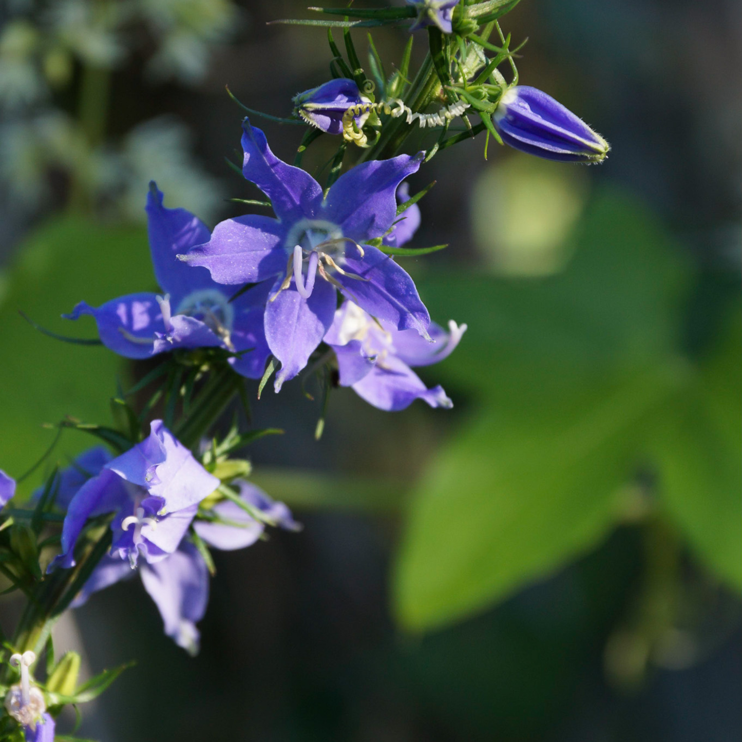 Tall American Bellflower Sticker