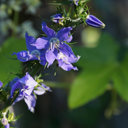 Tall American Bellflower Sticker