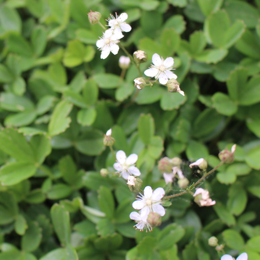 Three-toothed cinquefoil (Sibbaldiopsis tridentata) Seeds