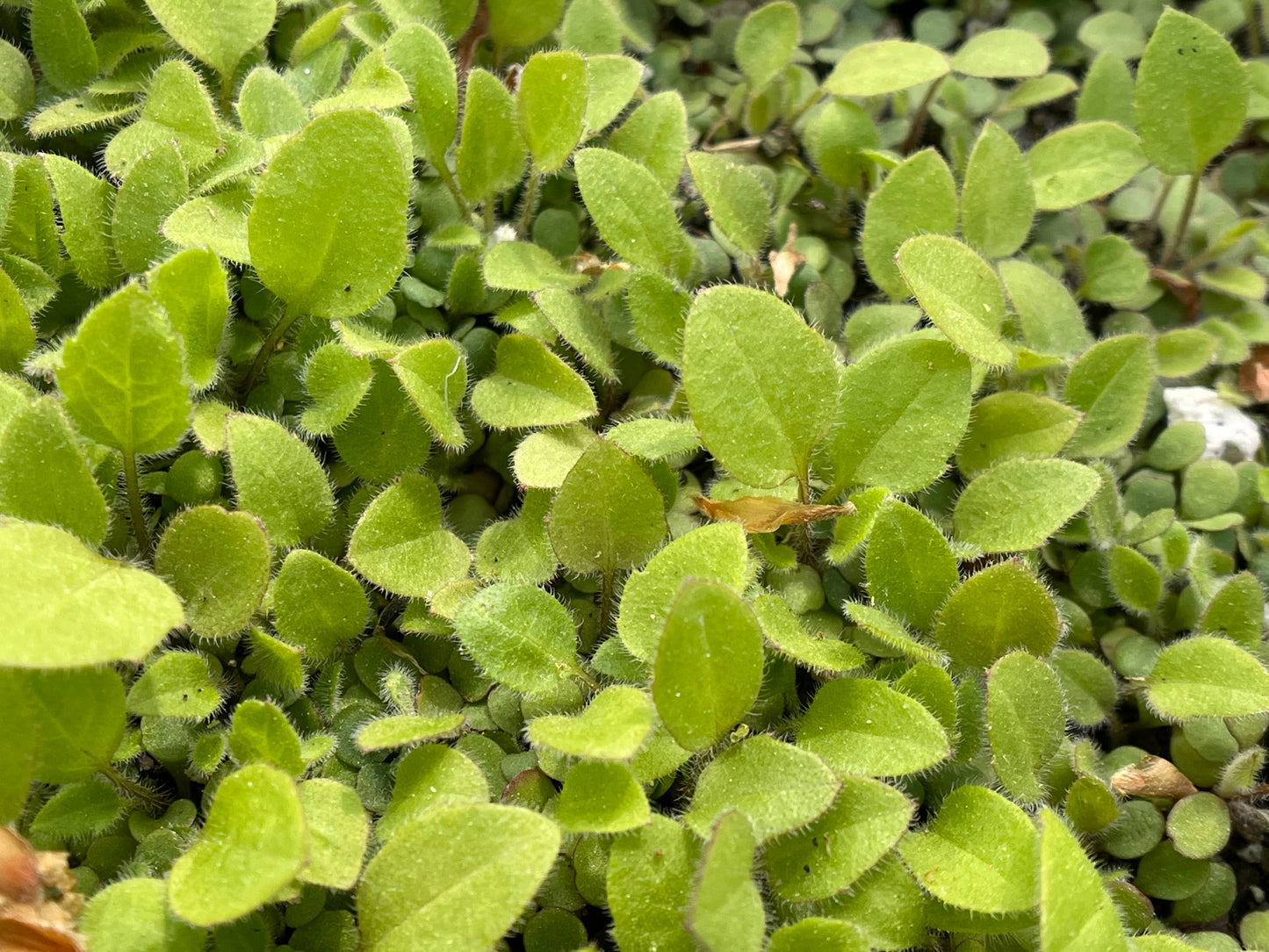 Coneflowers — Three-lobed coneflower (Rudbeckia triloba) Seeds