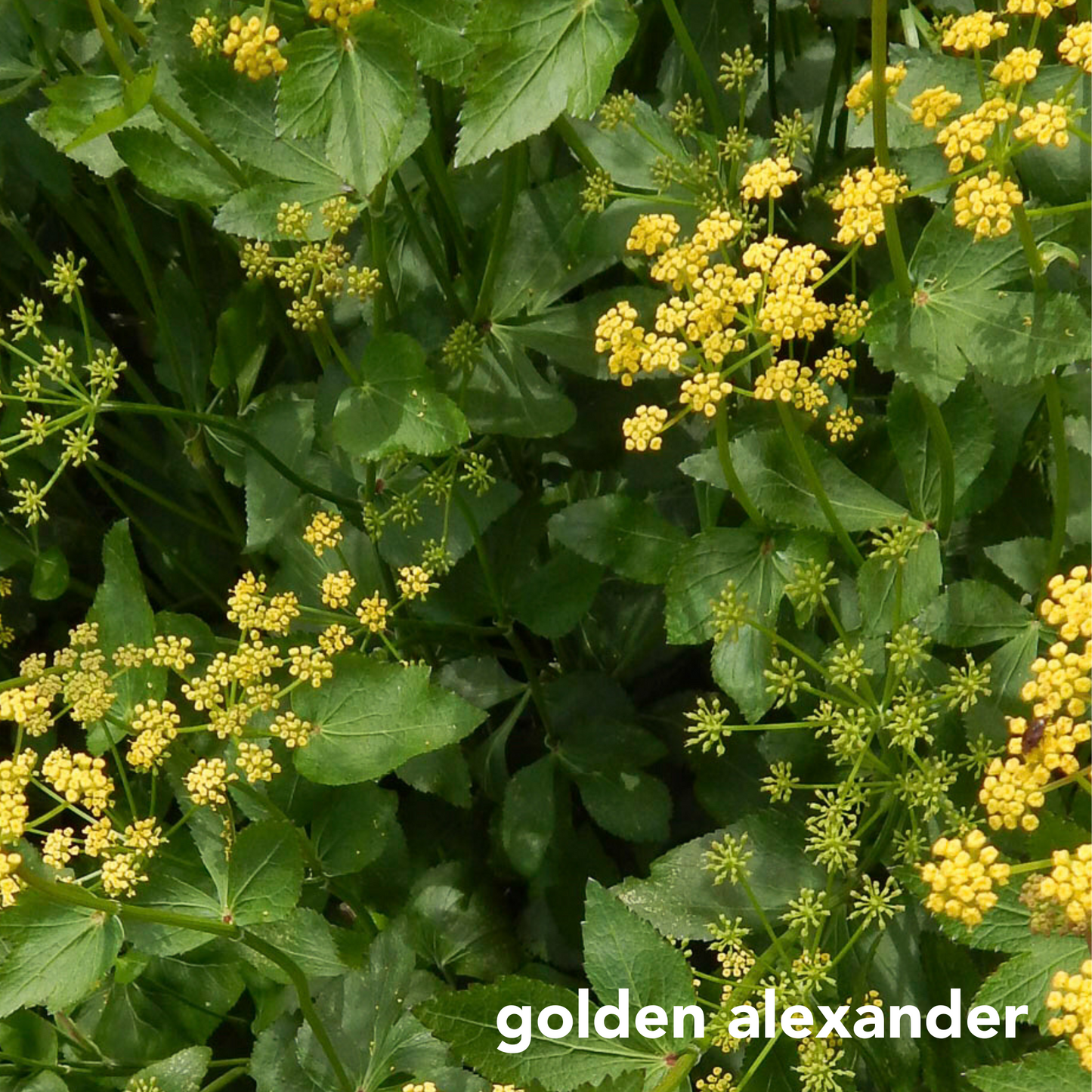 Monarch Mix for Sunny Wet Sites