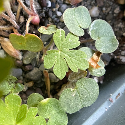 Cranesbill geranium (Geranium maculatum) Seeds