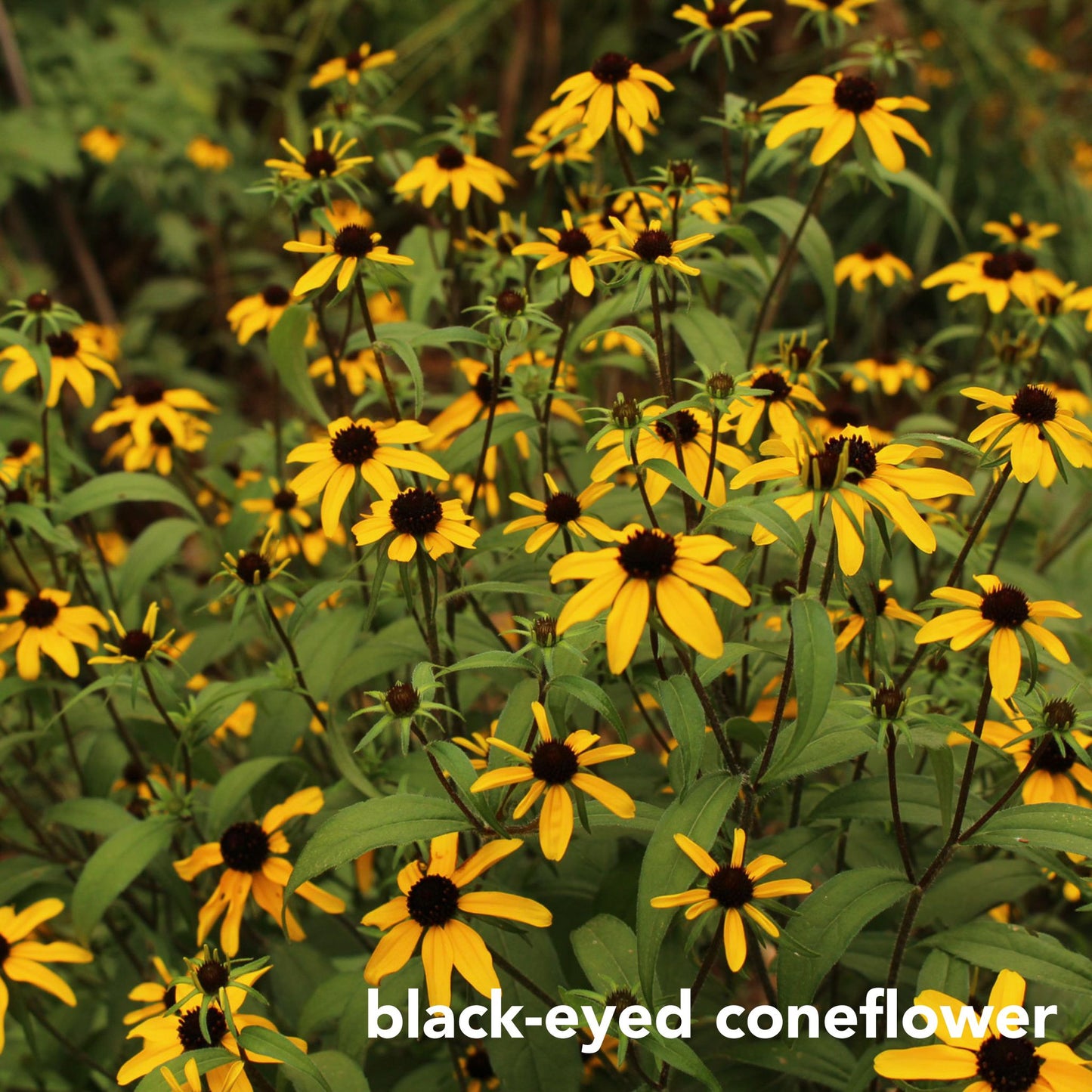 Northeast Native Wildflower Collection