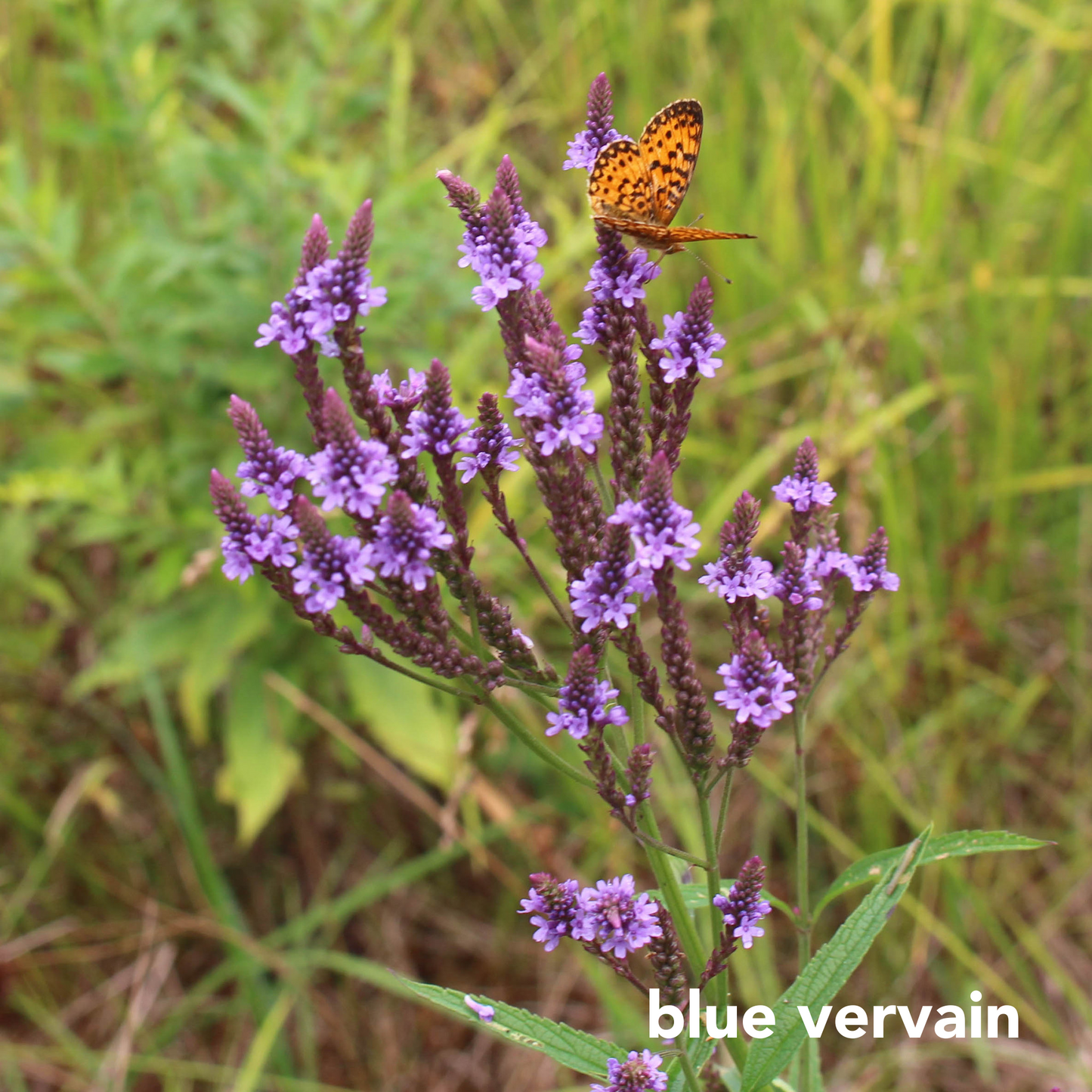 Monarch Mix for Sunny Wet Sites