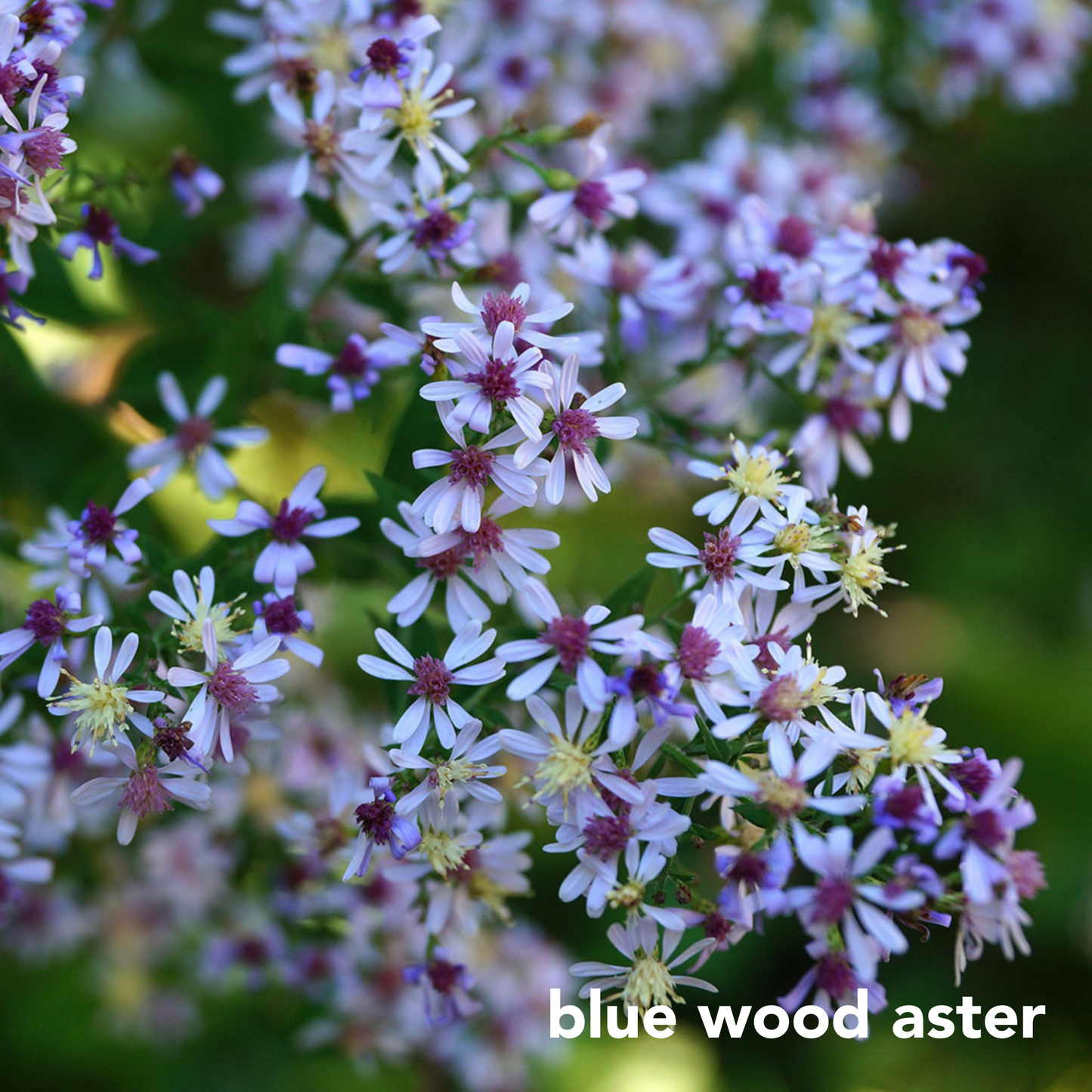 Three Easy Species for Shady Dry Sites