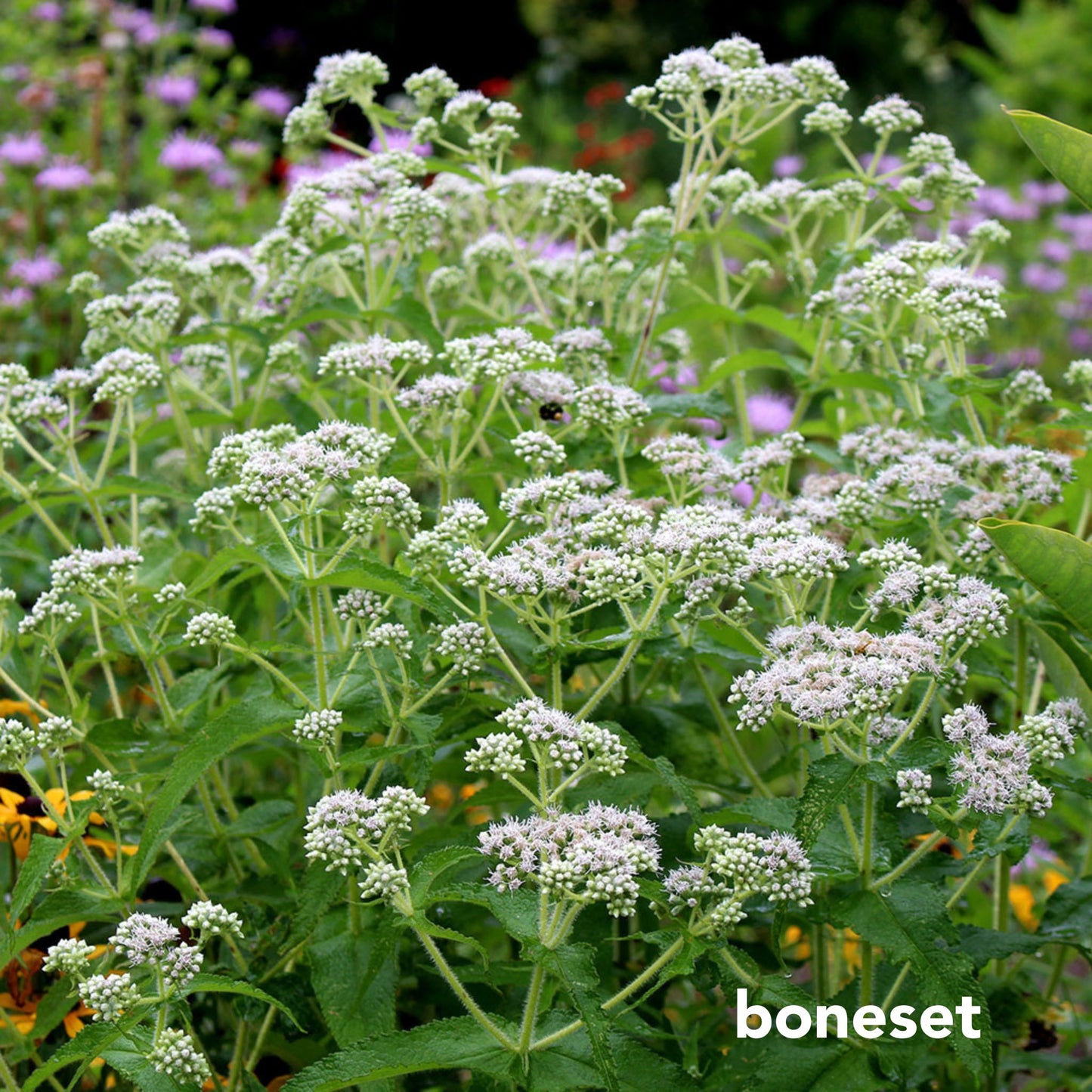 Rain Garden Mix for Sunny Wet Sites