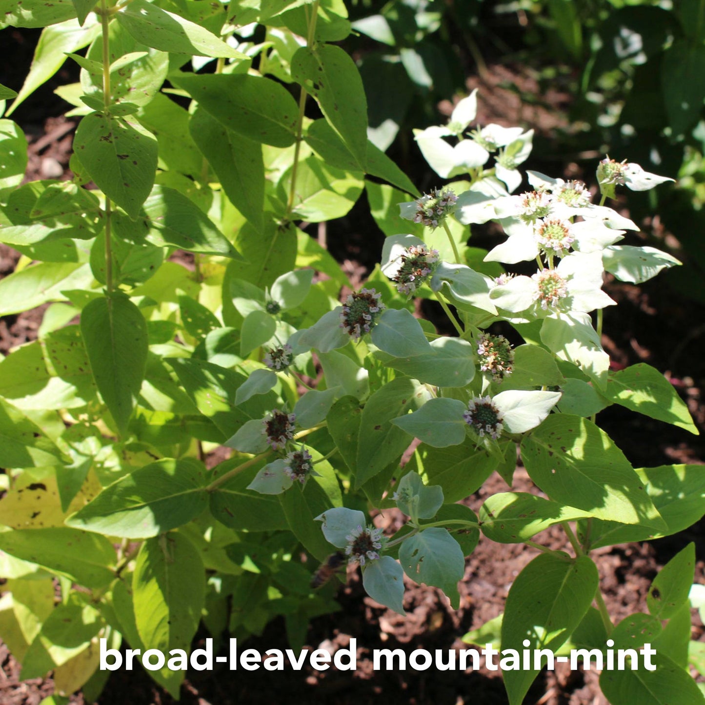 Northeast Native Wildflower Collection