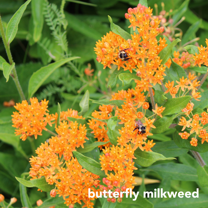 Monarch Mix for Sunny Dry Sites