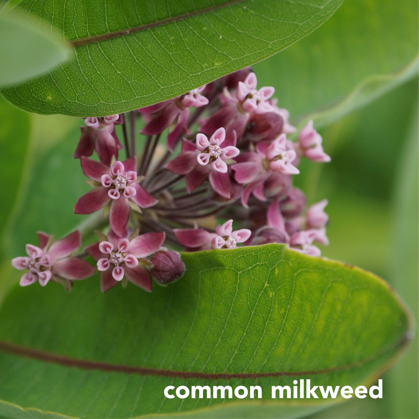 Northeast Native Wildflower Collection