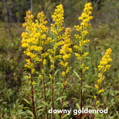 Northeast Native Wildflower Collection
