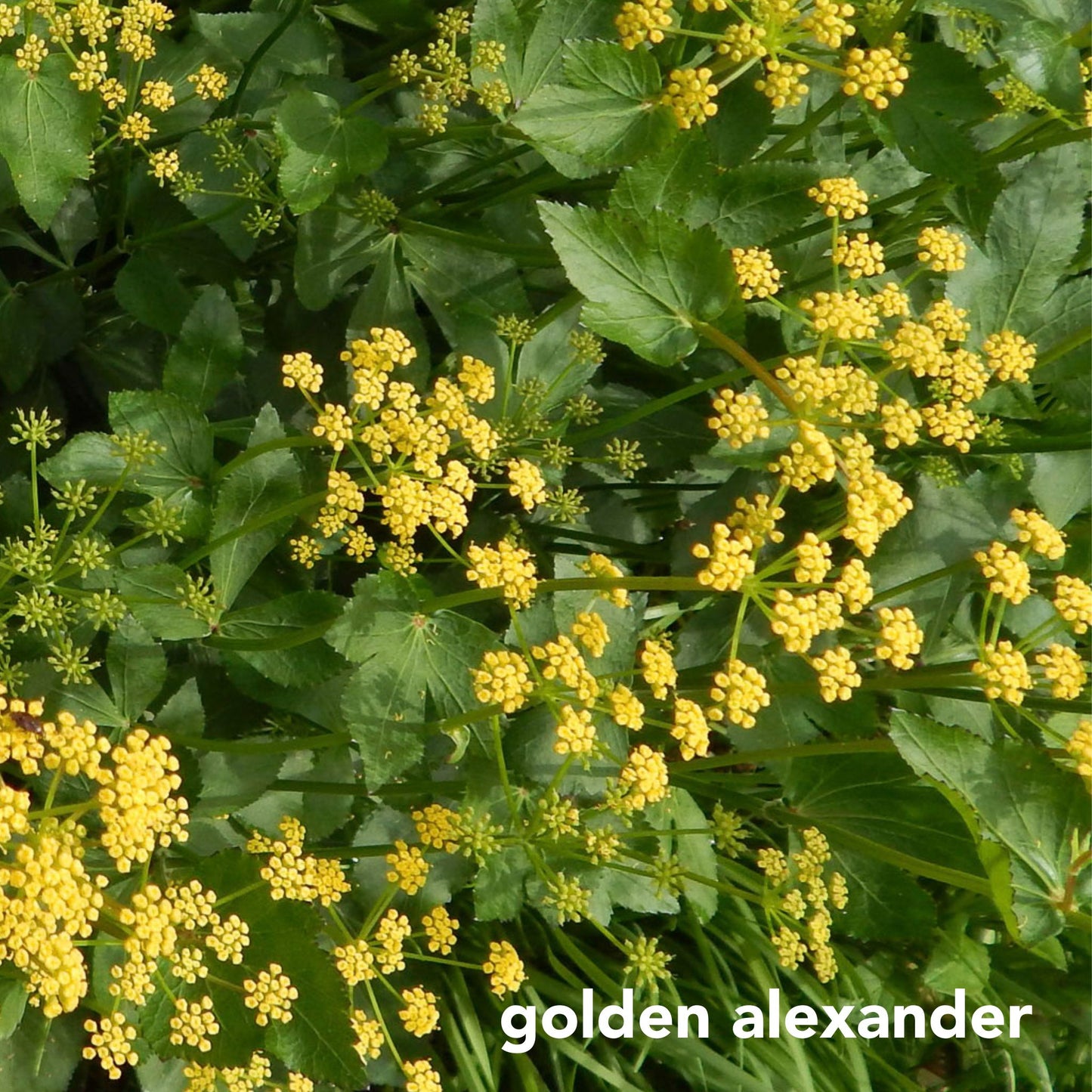 Rain Garden Mix for Sunny Wet Sites