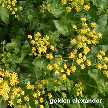 Rain Garden Mix for Sunny Wet Sites