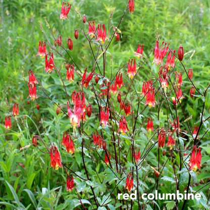 Three Easy Species for Shady Dry Sites