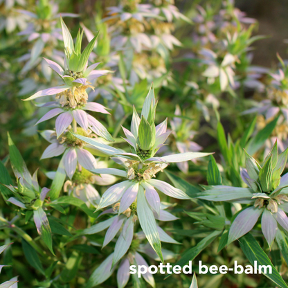 Three Easy Species for Sunny Dry Sites