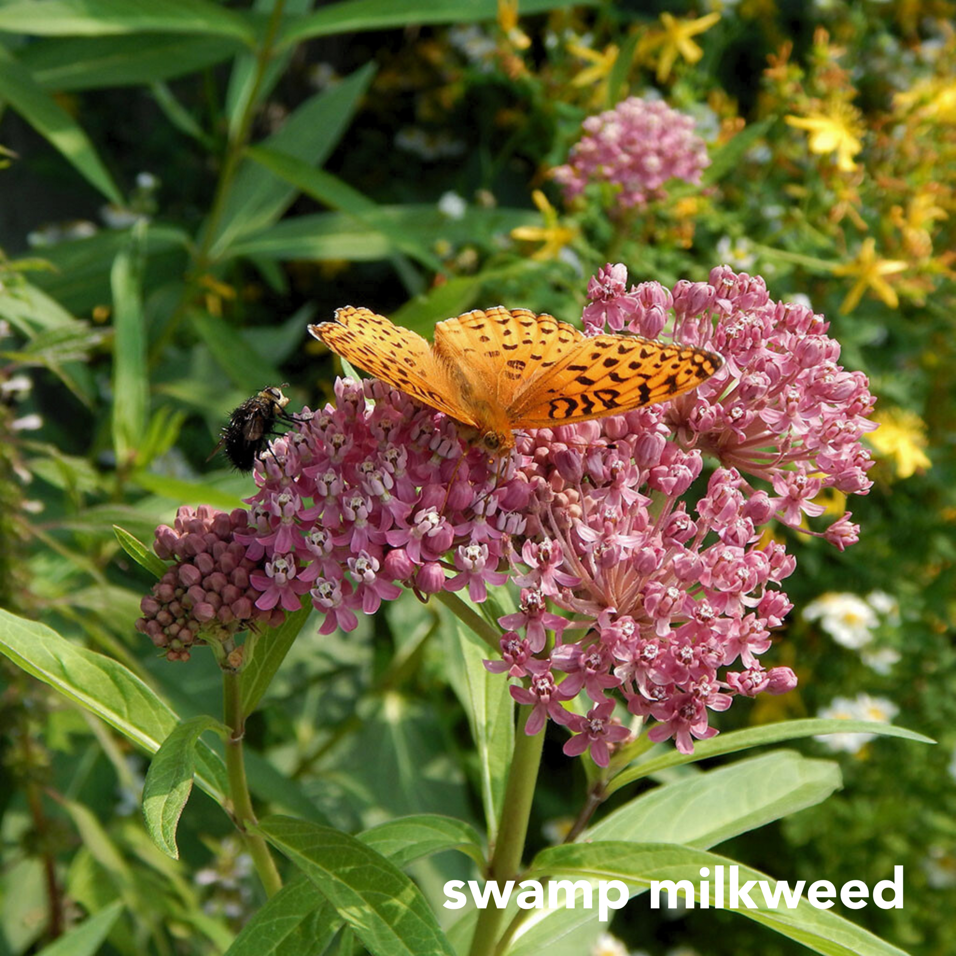 monarch butterfly wildflower seed mix Monarch Mix for Sunny Wet Sites – Wild Seed Project