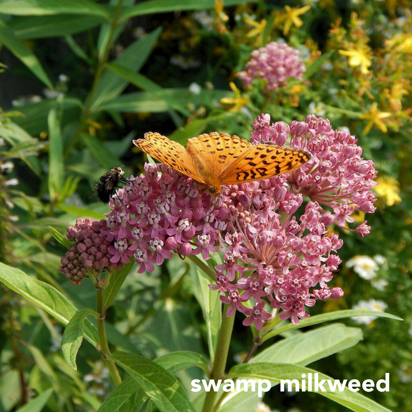 Monarch Mix for Sunny Wet Sites