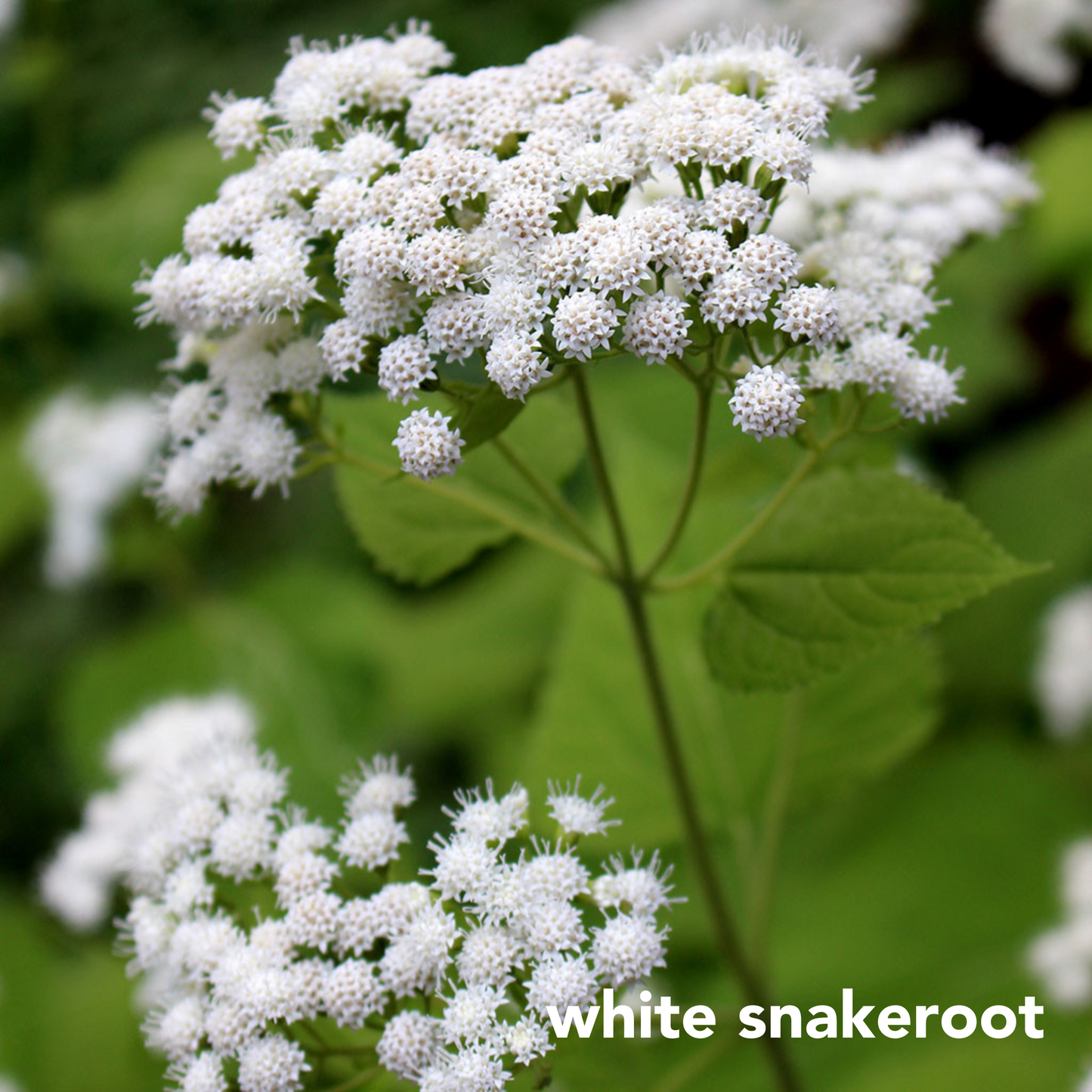 Three Easy Species for Shady Dry Sites