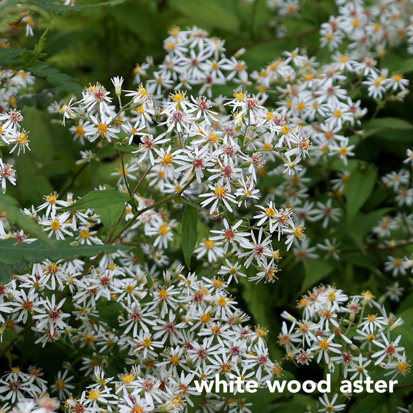 Three Easy Species for Shady Dry Sites