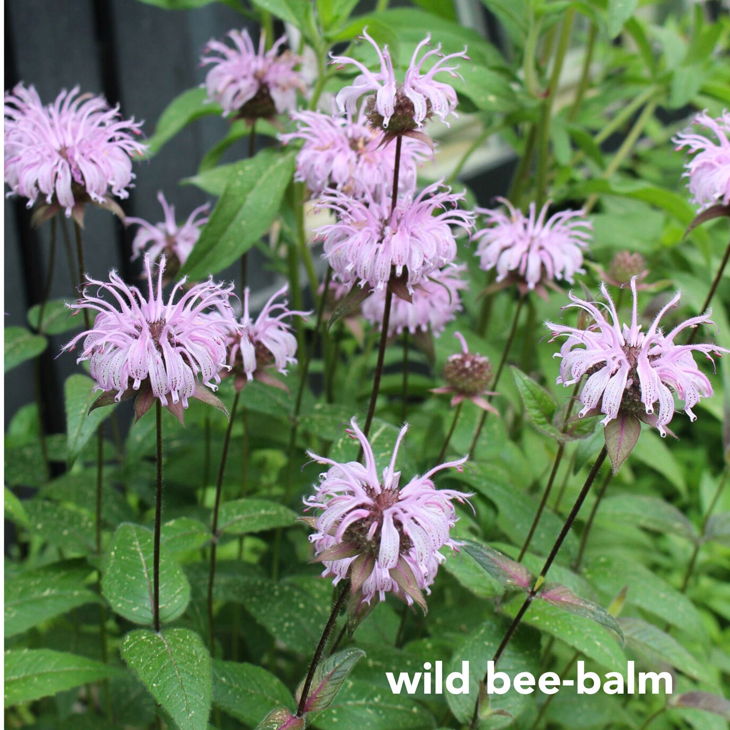 Northeast Native Wildflower Collection