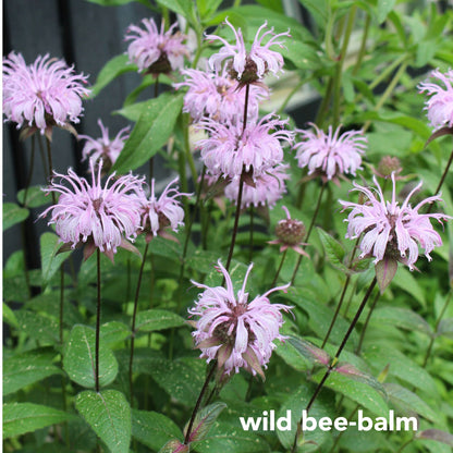 Northeast Native Wildflower Collection