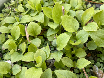 Goldenrods — Zig-zag goldenrod (Solidago flexicaulis) Seeds