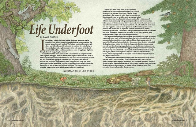 Wild Seed Magazine Volume 5: Life Underfoot by David Porter
