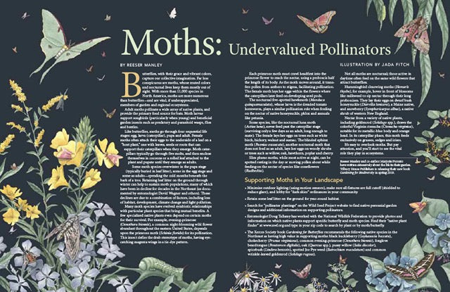 Wild Seed Magazine Volume 5: Moths - Undervalued Pollinators