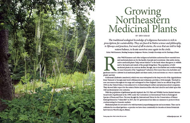 Wild Seed Magazine Volume 5: Growing Northeastern Medicinal Plants
