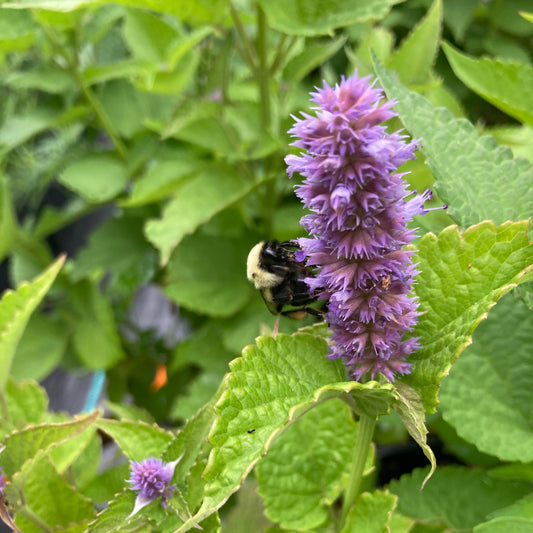 Hyssops - Purple hyssop (Agastache foeniculum) Plants