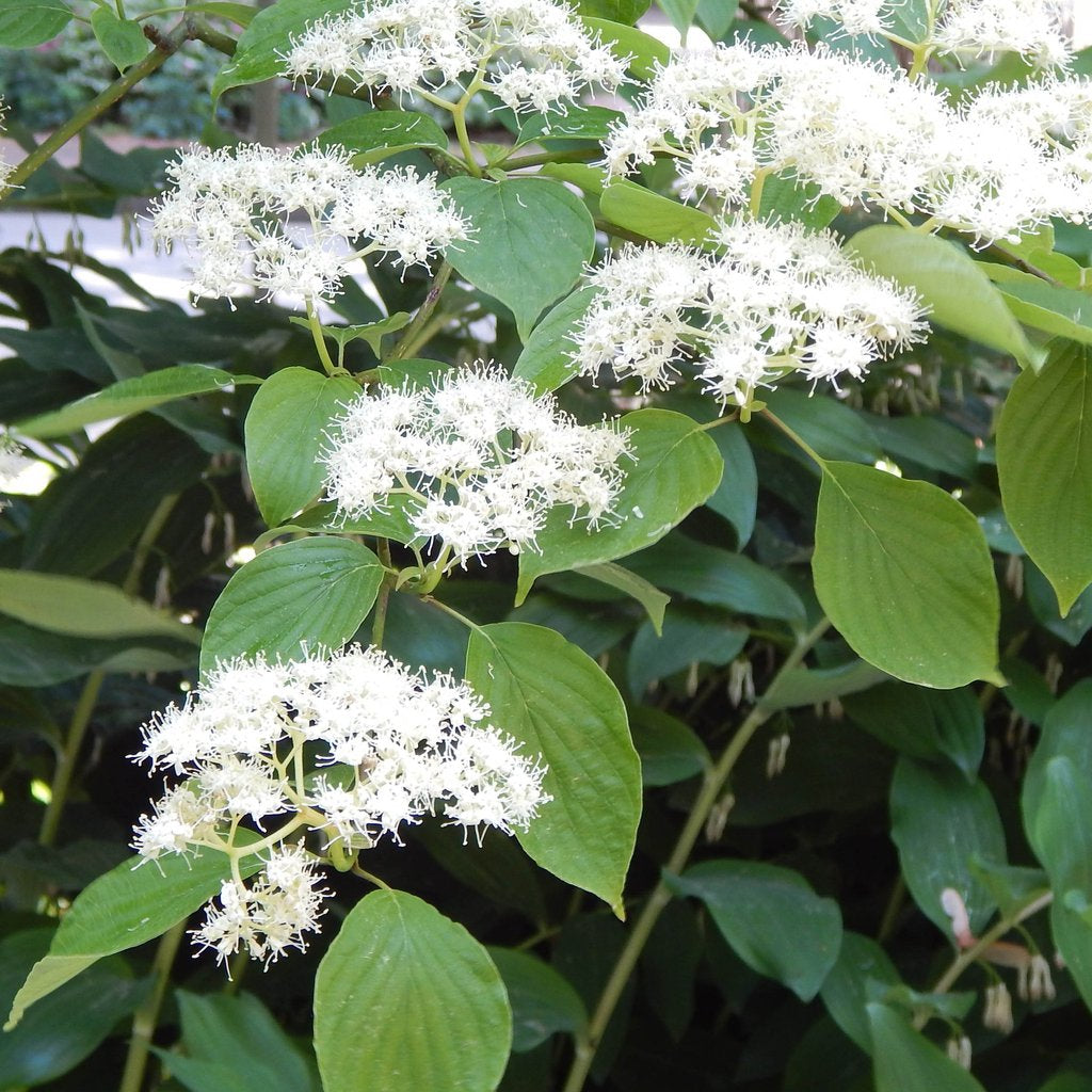 Dogwoods — Pagoda dogwood (Swida alternifolia) Plants