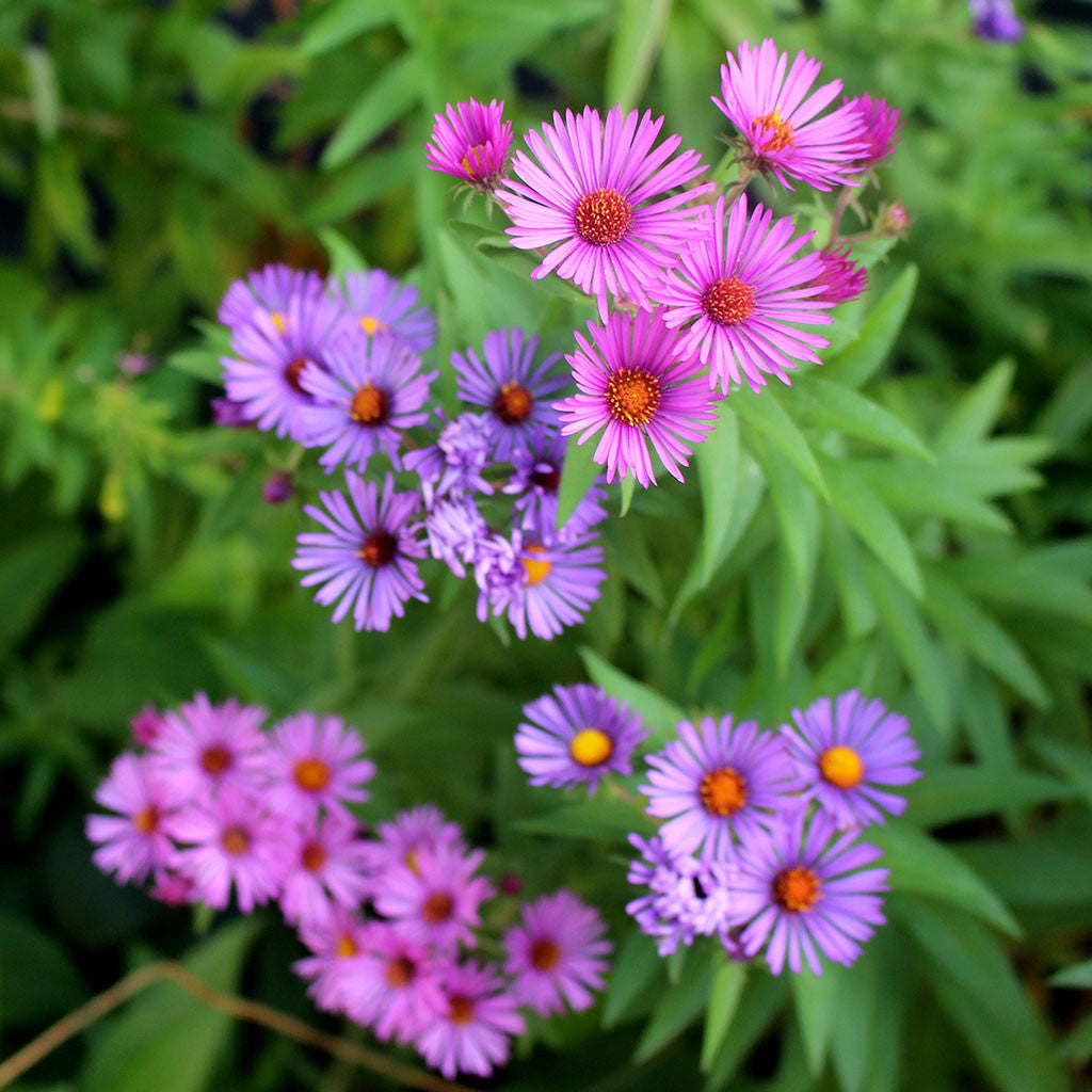New England aster (Symphyotrichum novae-angliae). A fall-blooming meadow aster with bright purple or pink flowers, yellow centers.