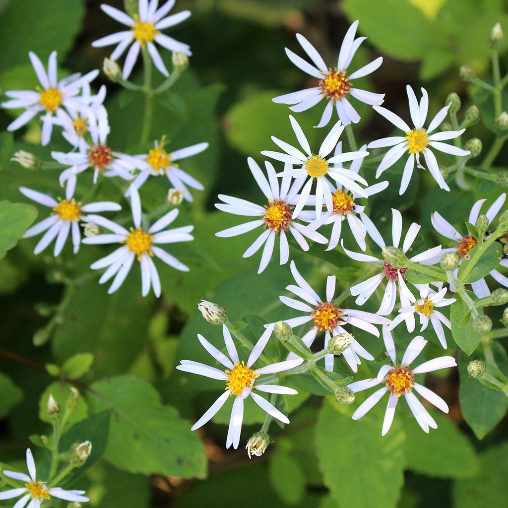 Large-leaved wood-aster, Eurybia macrophylla: Late summer-blooming woodland aster with pale lavender flowers. Large leaves create a groundcover in shady dry soils. Attracts pollinators.