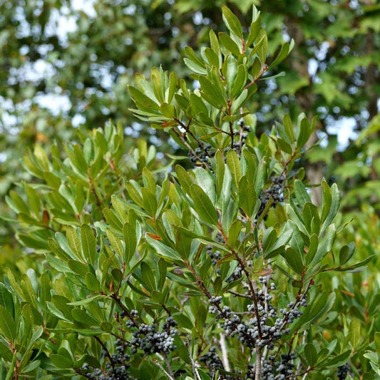 Small bayberry (Morella caroliniensis) Plants