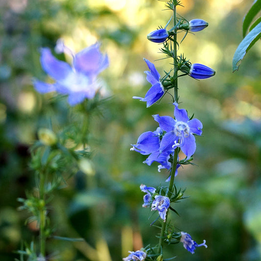 Tall American Bellflower (Campanula americana)