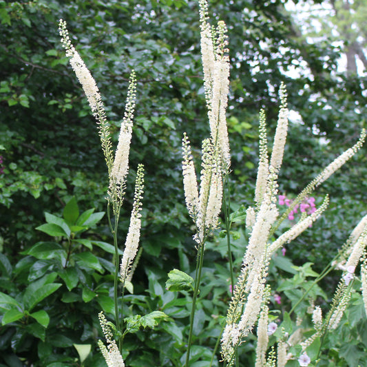 Black bugbane Actaea racemosa  Summer-blooming graceful white flower stalks above dark green foliage. Attracts bees.