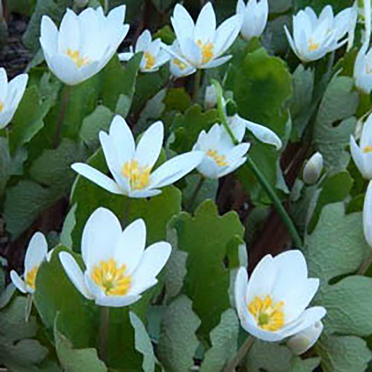 Blood-root (Sanguinaria canadensis) One of the first wildflowers to emerge in early spring with delicate white 1-2 inch flowers with yellow centers that are visited by the first pollinating insects.