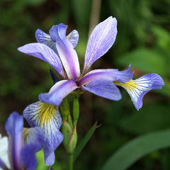 Blue iris (Iris versicolor)