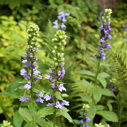 Blue lobelia (Lobelia siphilitica)