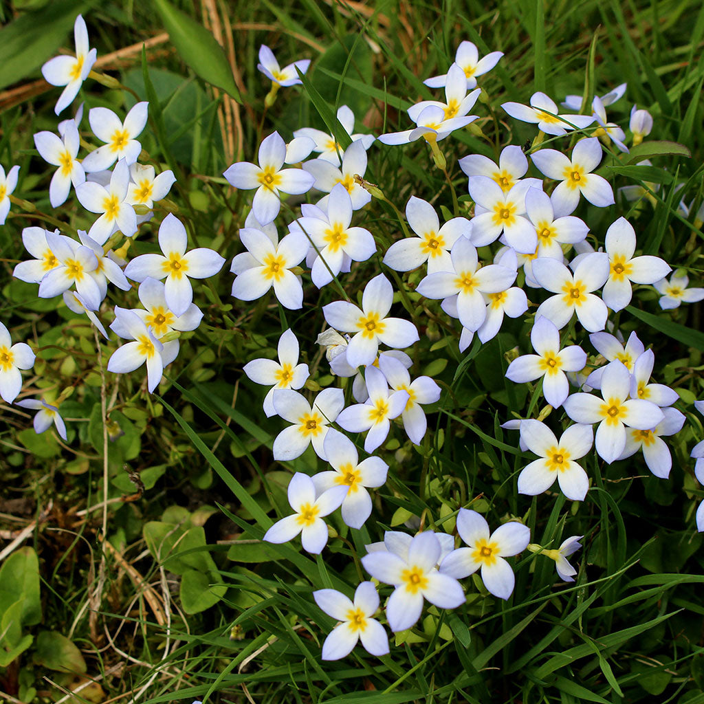 Bluets, Quaker ladies (Houstonia caerulea)