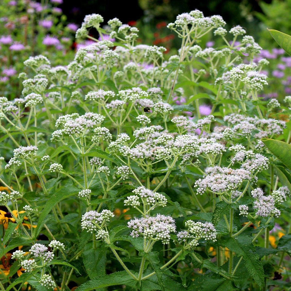 Boneset, Eupatorium perfoliatum: Summer blooming bright white flower clusters attract butterflies and bees.