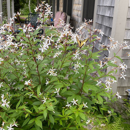 Bowman’s root (Gillenia trifoliata)