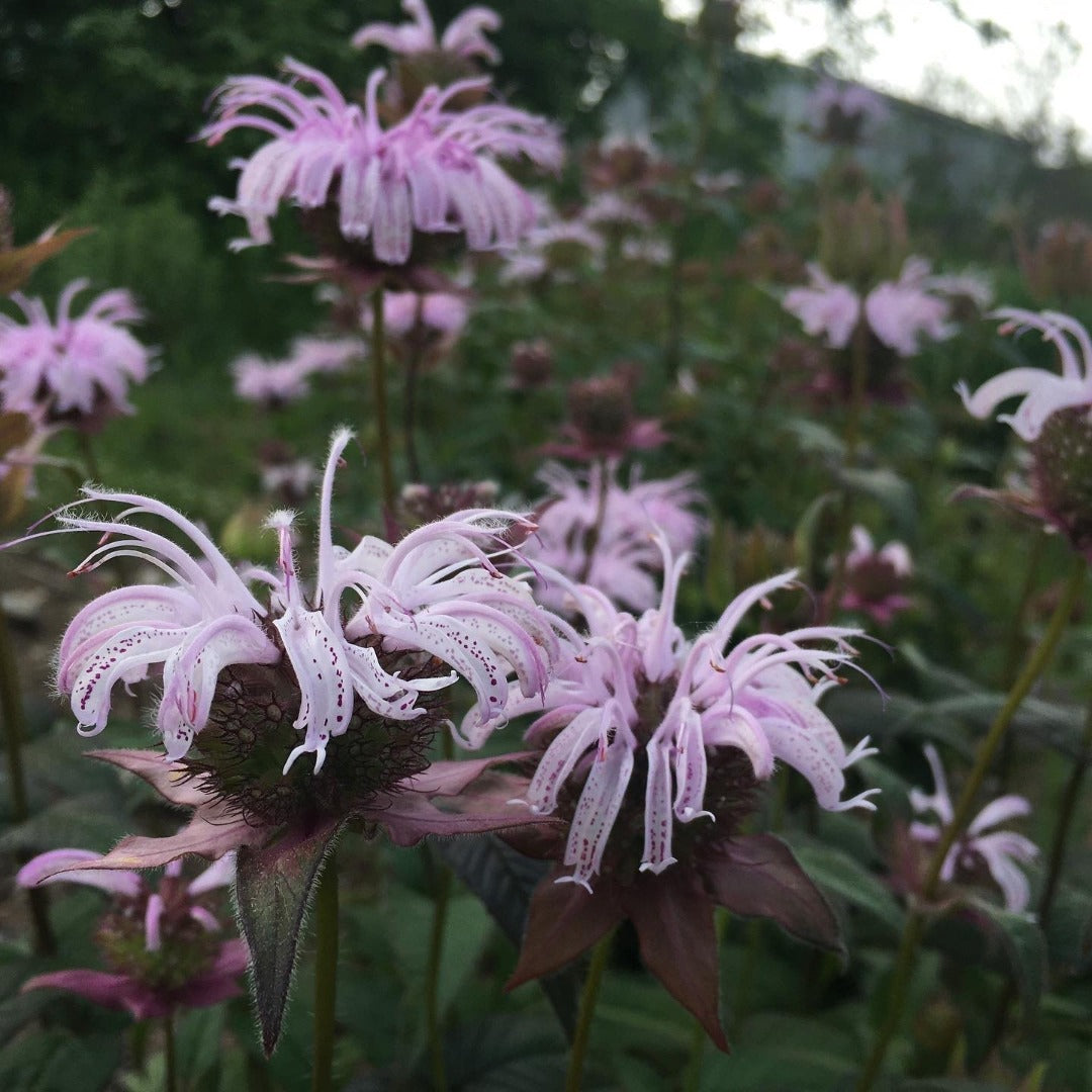 Bee-balms — Bradbury's bee-balm (Monarda bradburiana) Plants