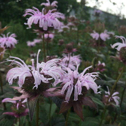 Bee-balms — Bradbury's bee-balm (Monarda bradburiana)