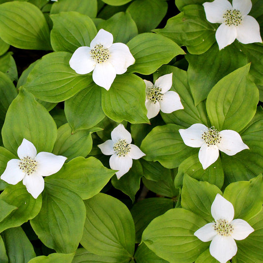 Bunchberry (Chamaepericlymenum canadense). A late spring blooming wildflower with distinctive white dogwood flowers, whorled leaves and bright red berries; a low groundcover.