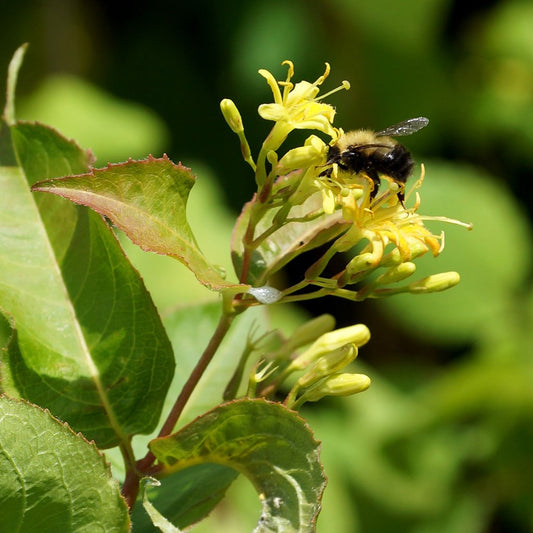 Honeysuckles — Bush honeysuckle (Diervilla lonicera) Plants